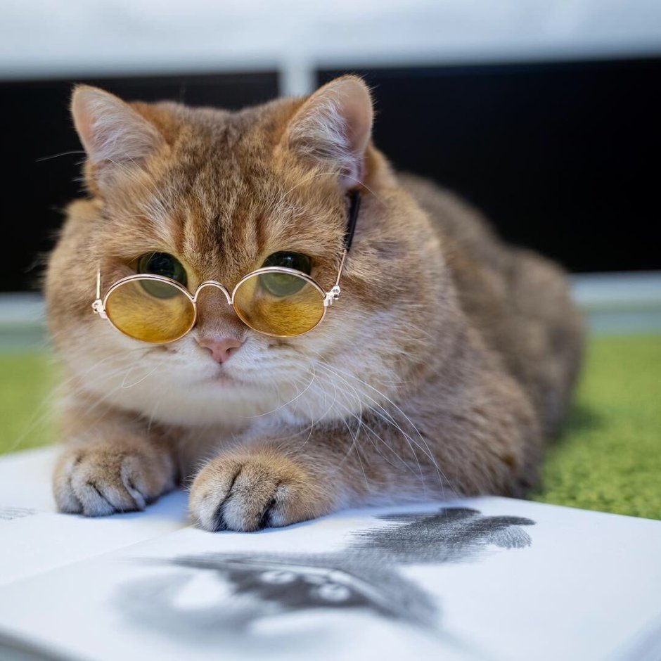 Кошка Хосико