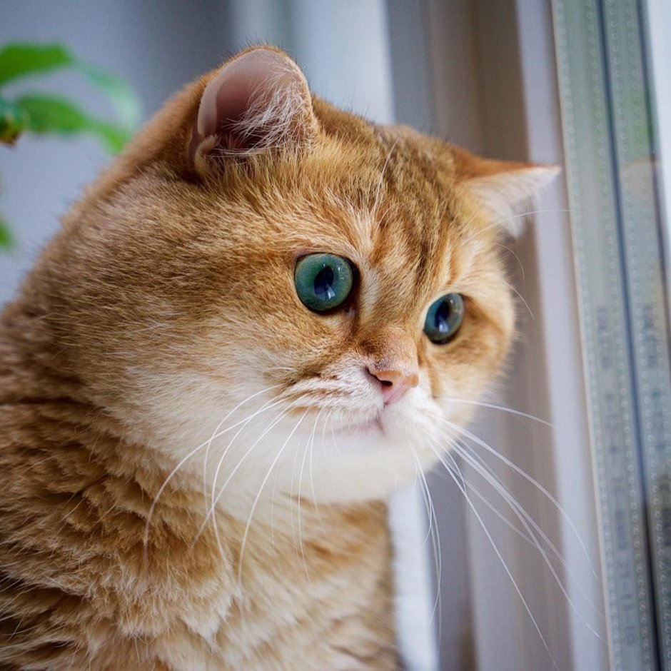 Котенок в гирлянде