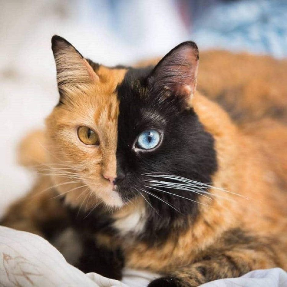 Котик в гирлянде