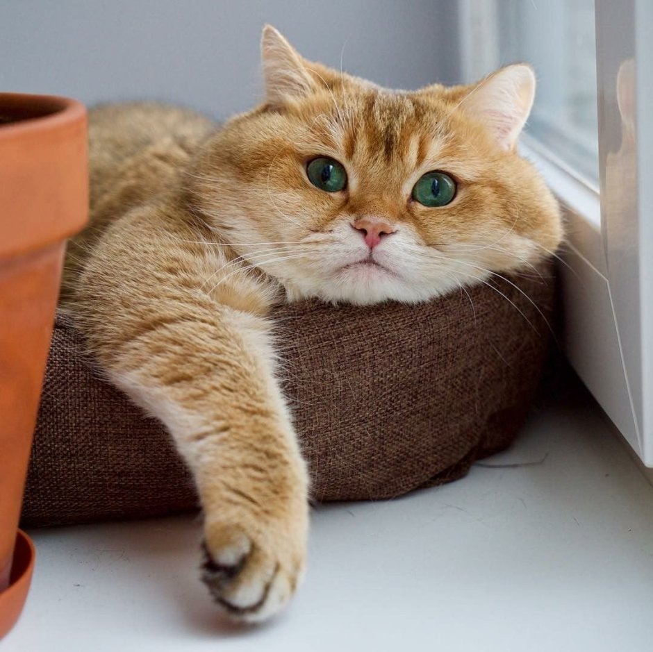 Шотландская Хосико