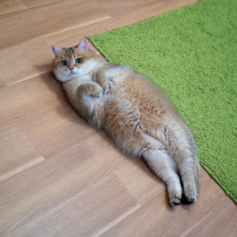 С днем рождения рыжий кот