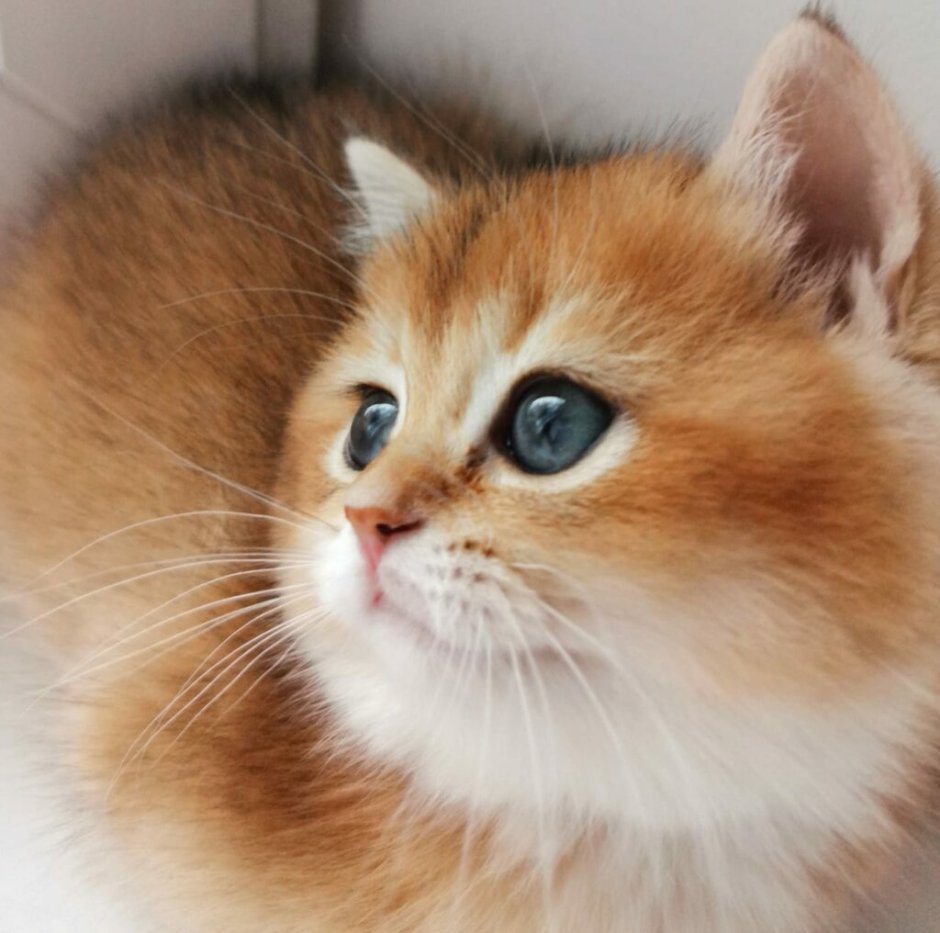 Золотые котята