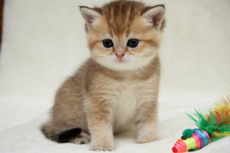 Котики Эстетика