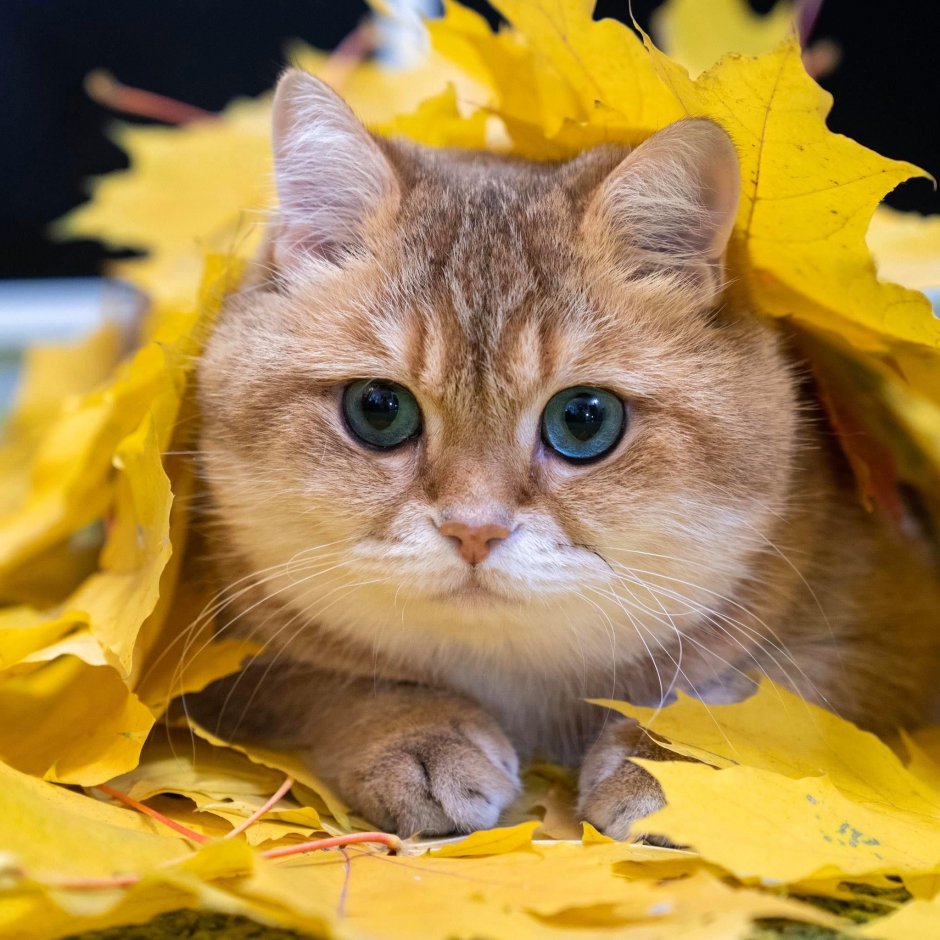Желтый котенок