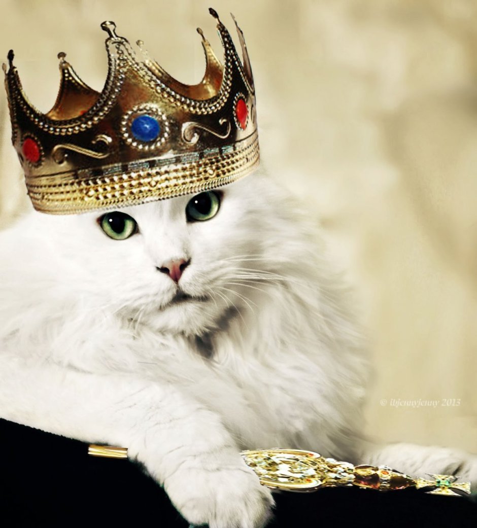 Котенок Кусь