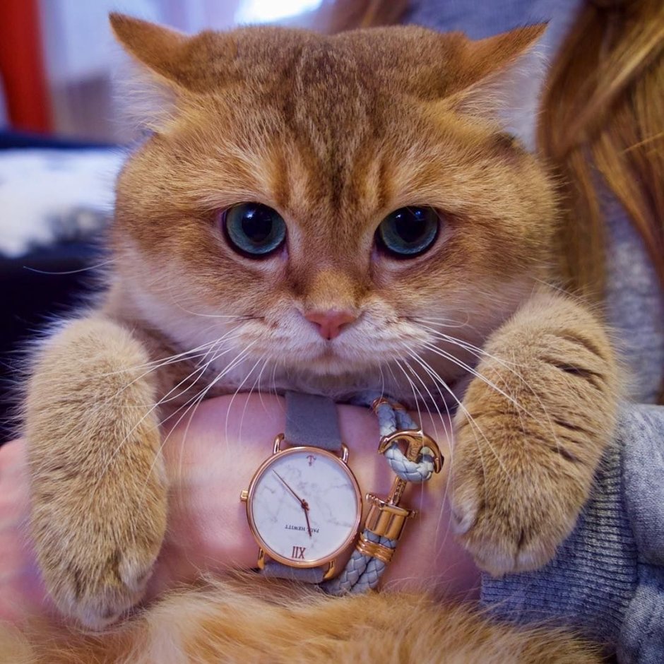 Кошка в лукошке