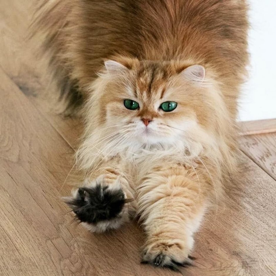 Котик в золоте