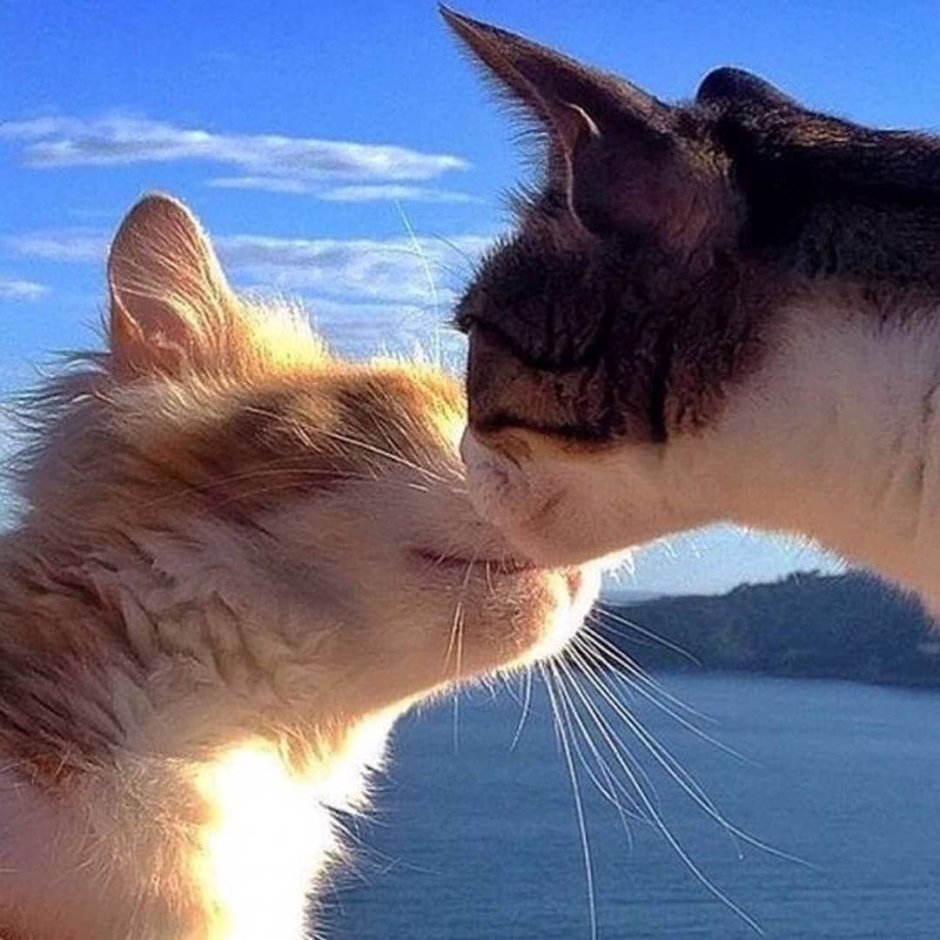 Парные котики