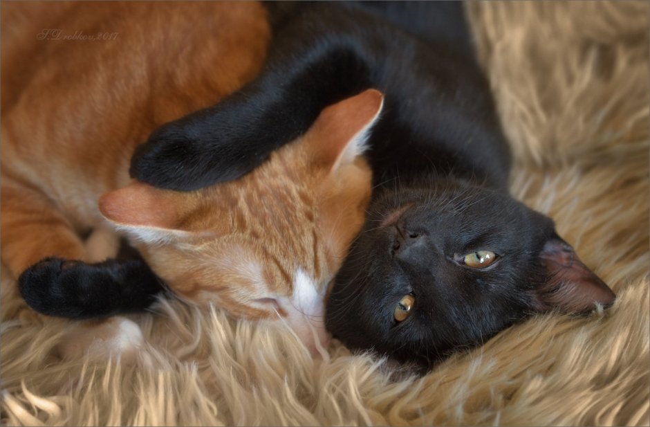 Рыжий кот и черная кошка