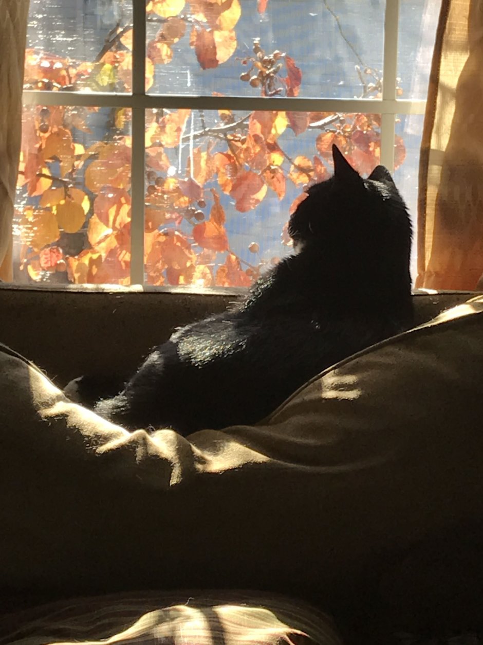 Кот на окне