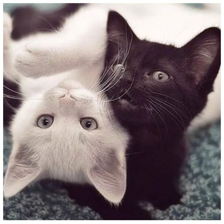 Милые котики парные