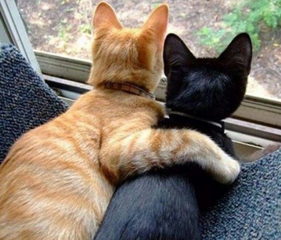 Рыжий и черный котики