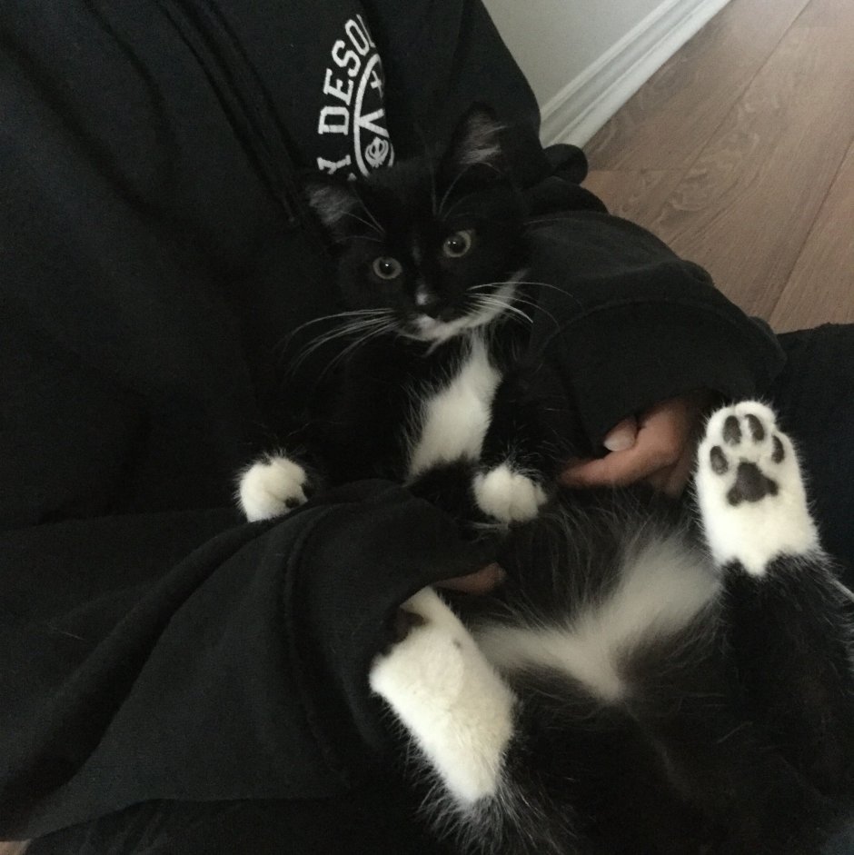 Котята Эстетика