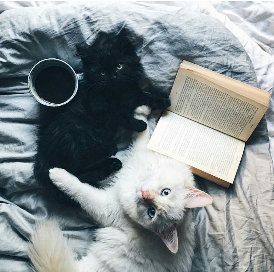 Котята Эстетика