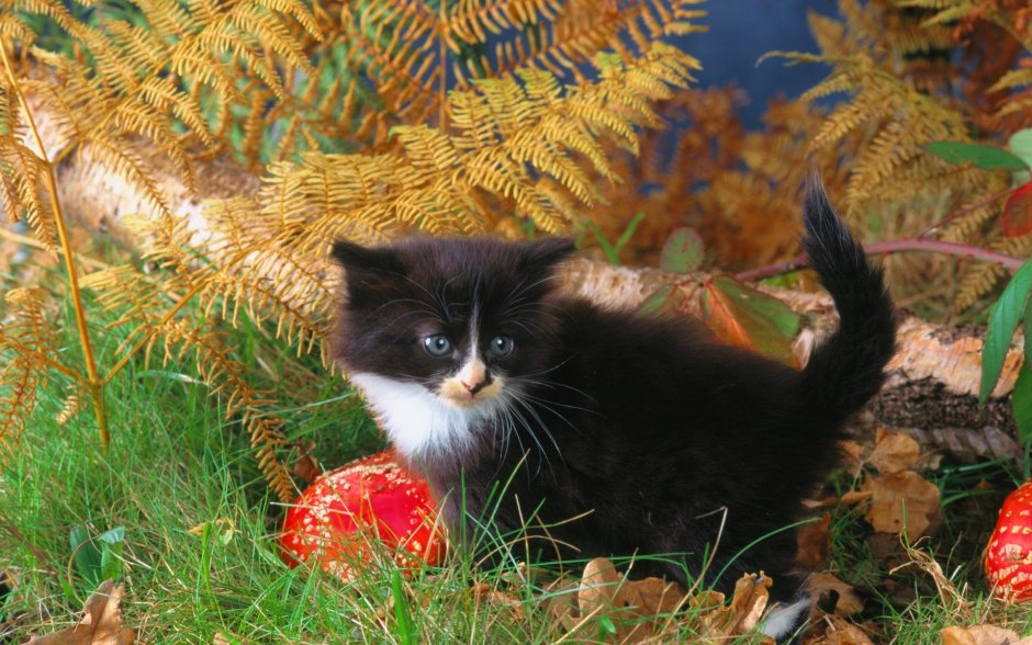 Кошка осень