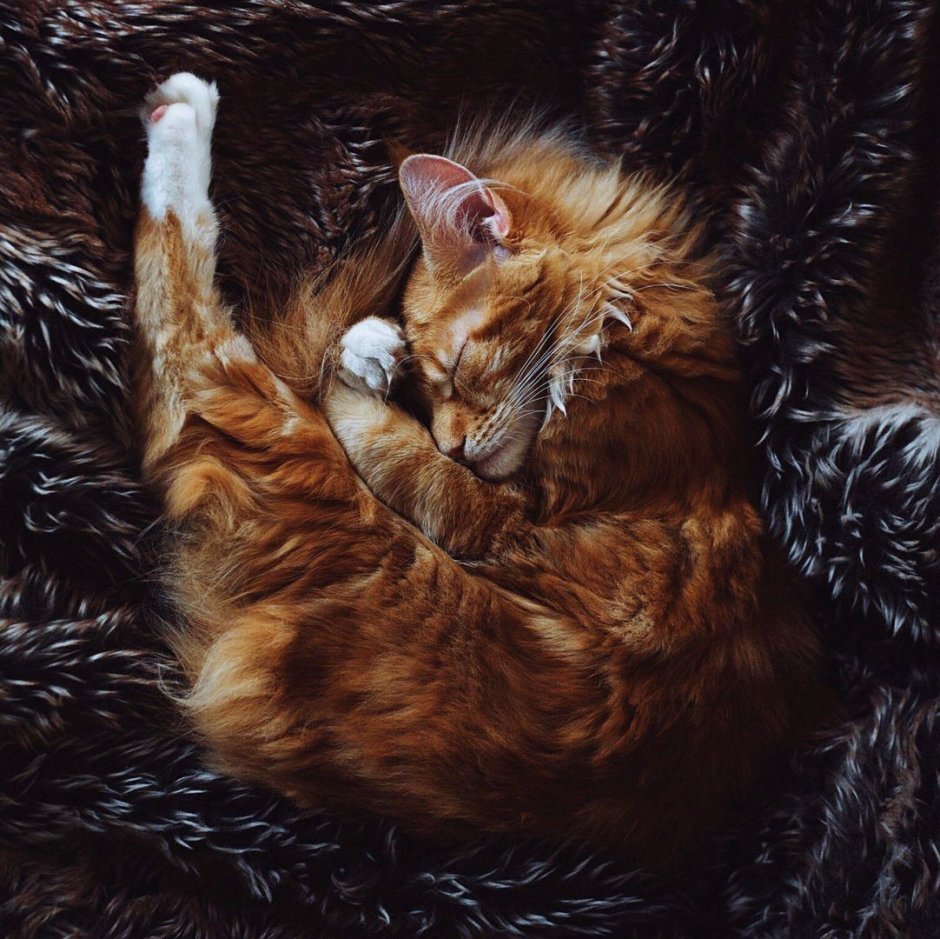 Рыжие коты Эстетика