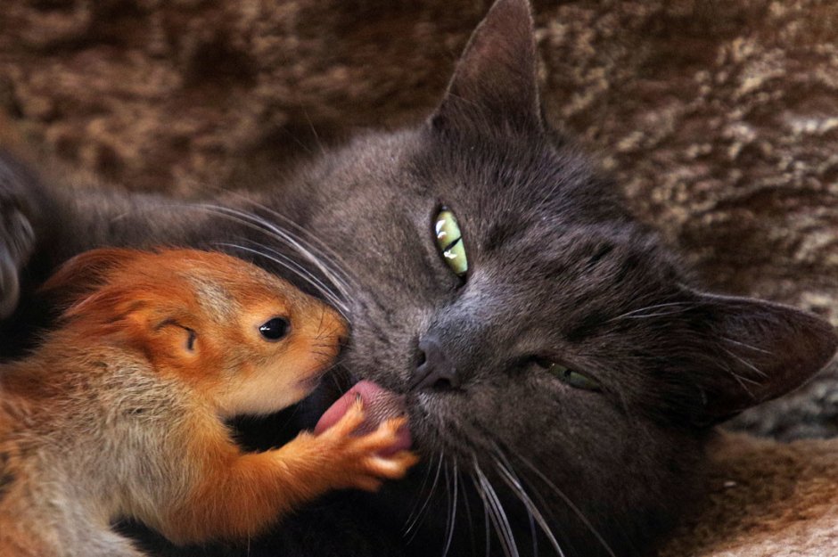 Кошка Пуша и бельчата