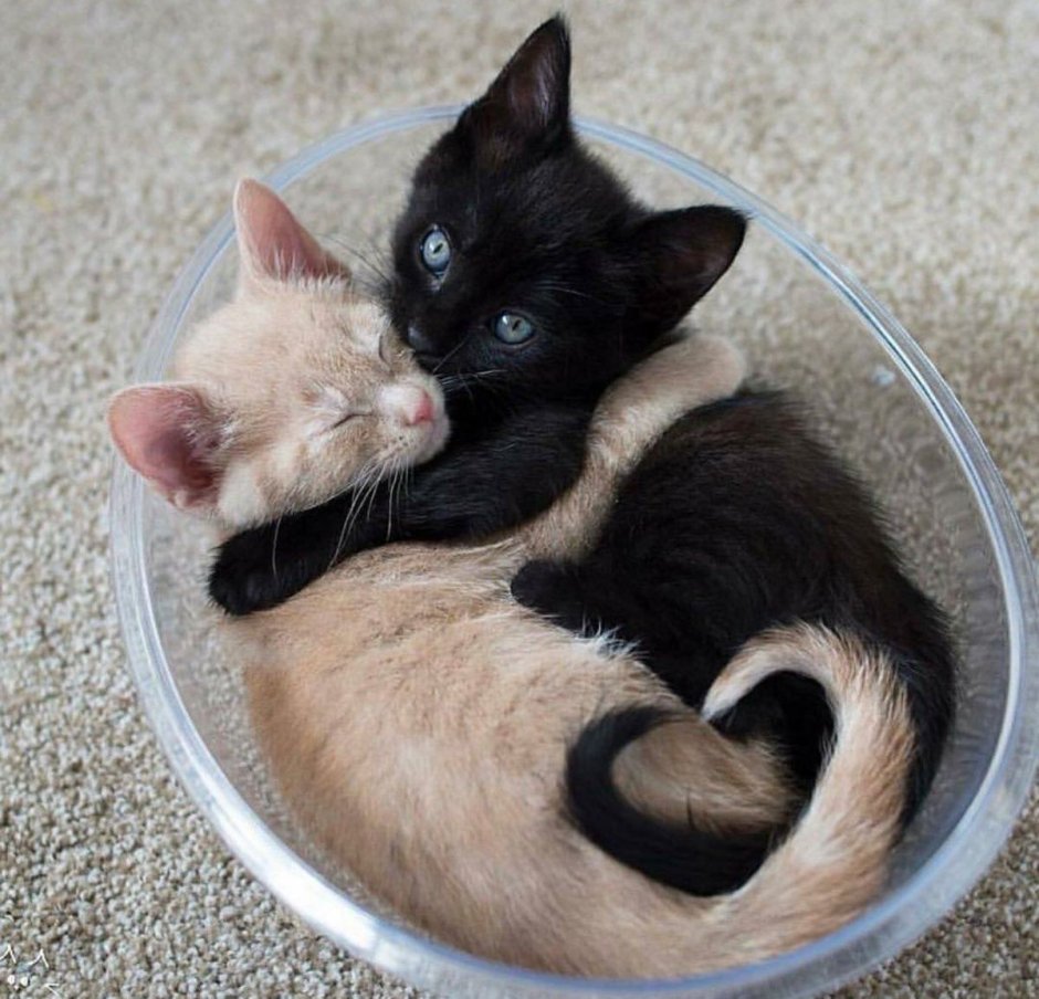 Маленькие котята обнимаются