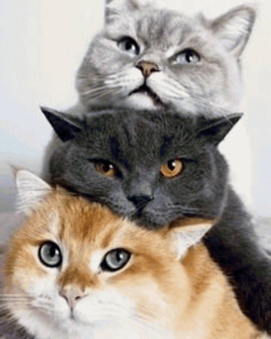 Парные котики