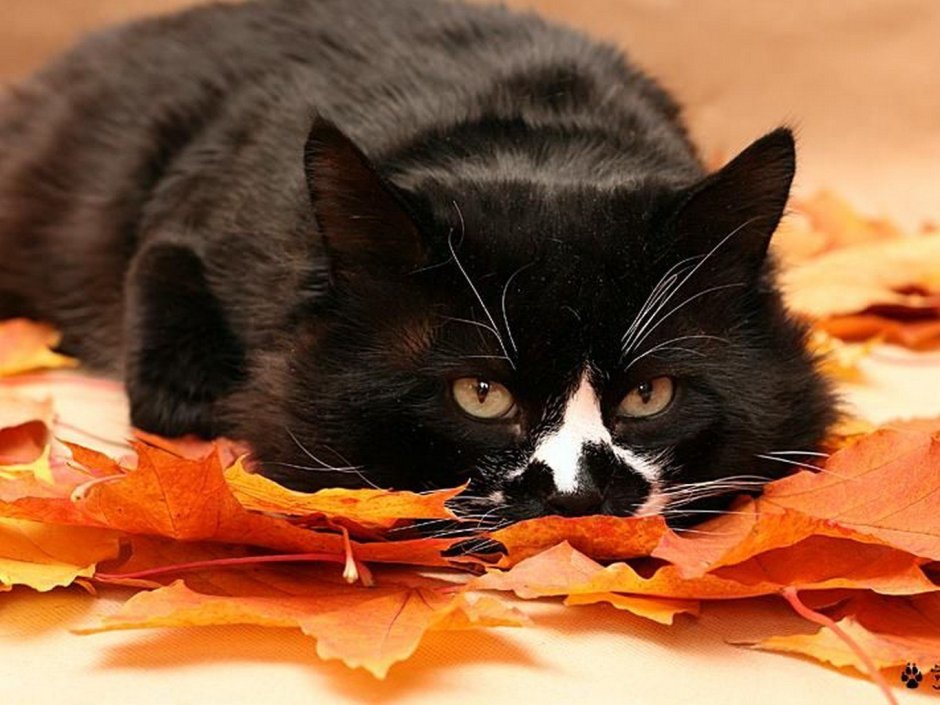 Осенний котенок