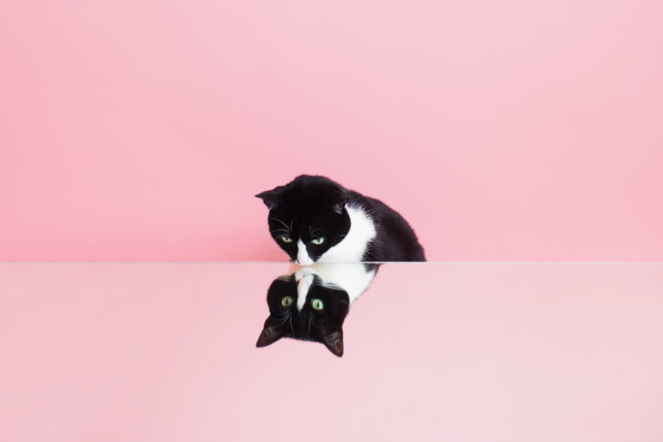 Обои с котом Эстетика