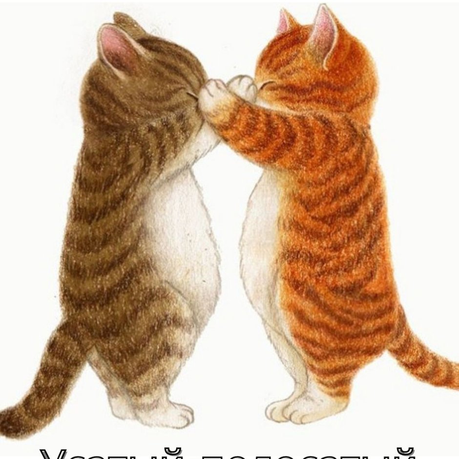 Котики обнимашки