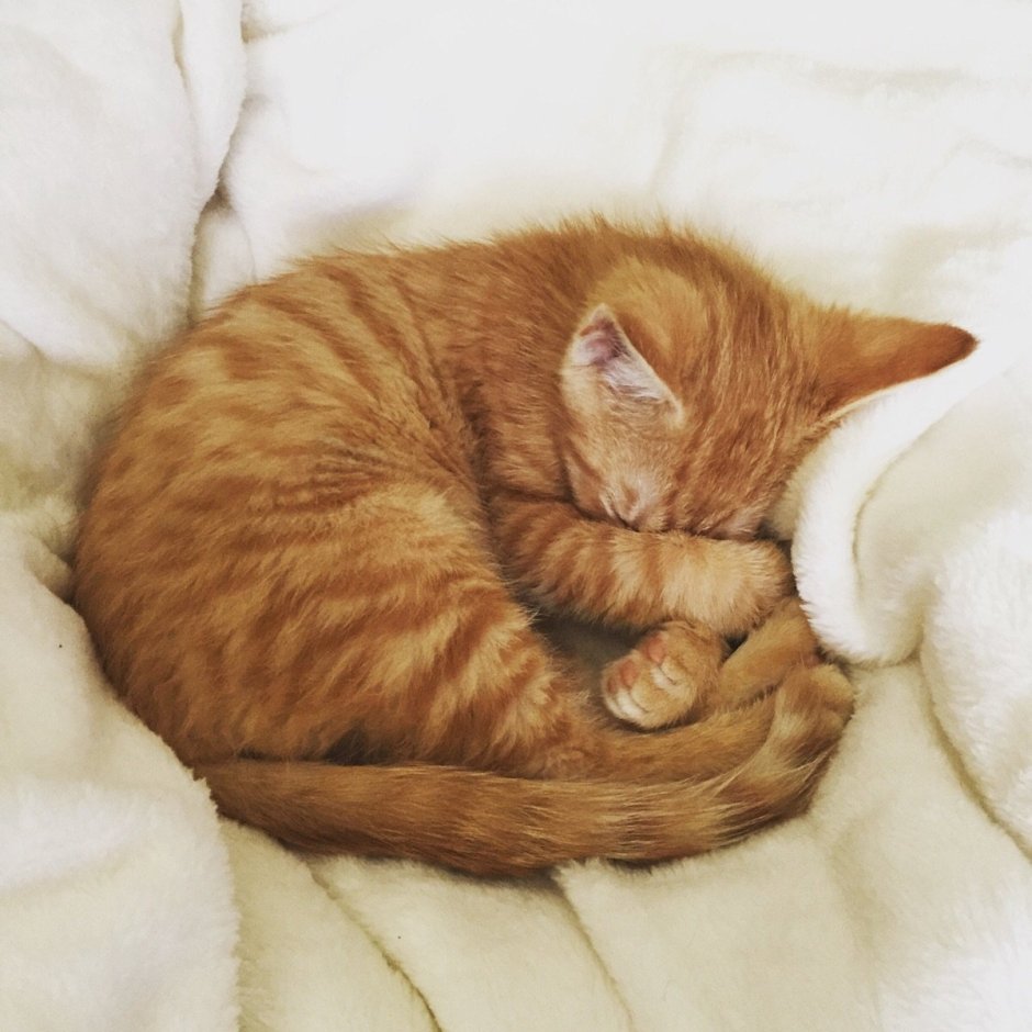 Кот лежит клубочком