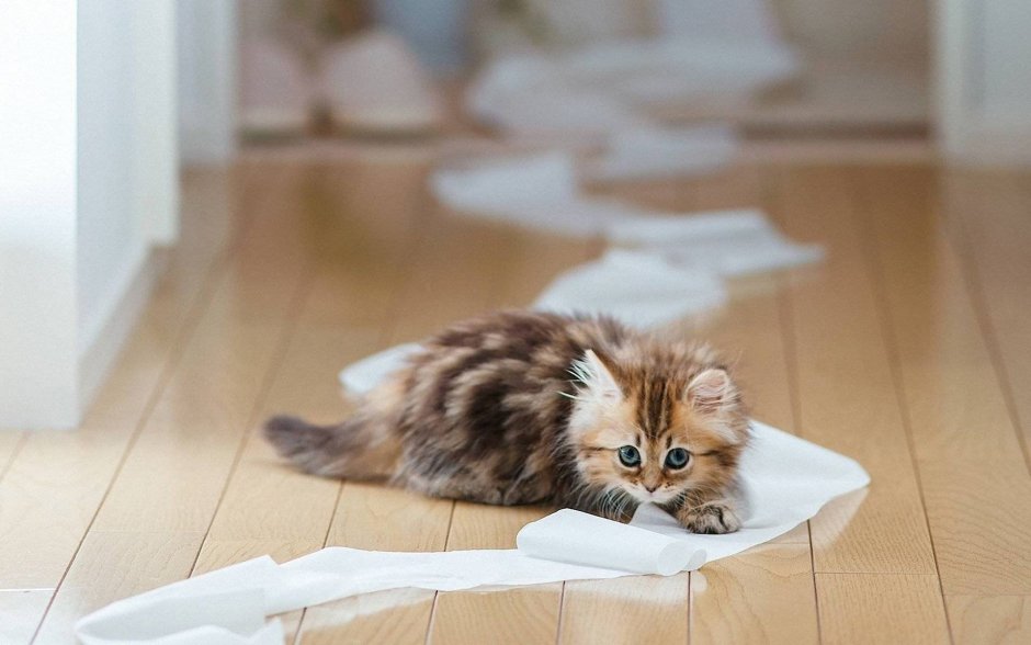 Забавные котята