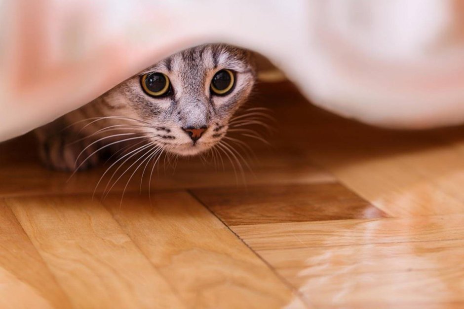 Нашкодивший кот