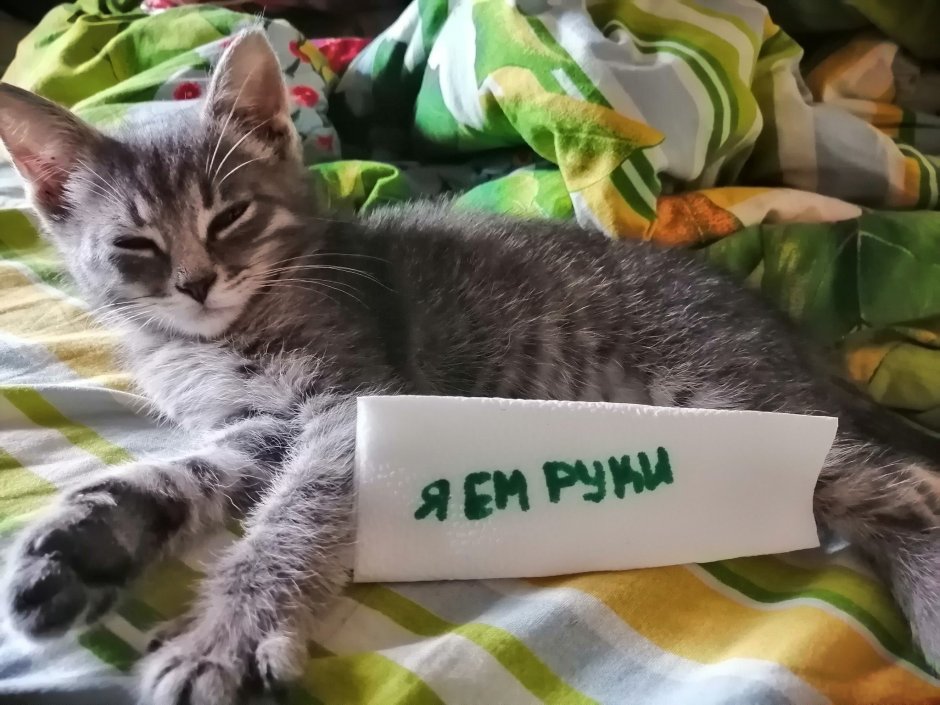 Забавный кот