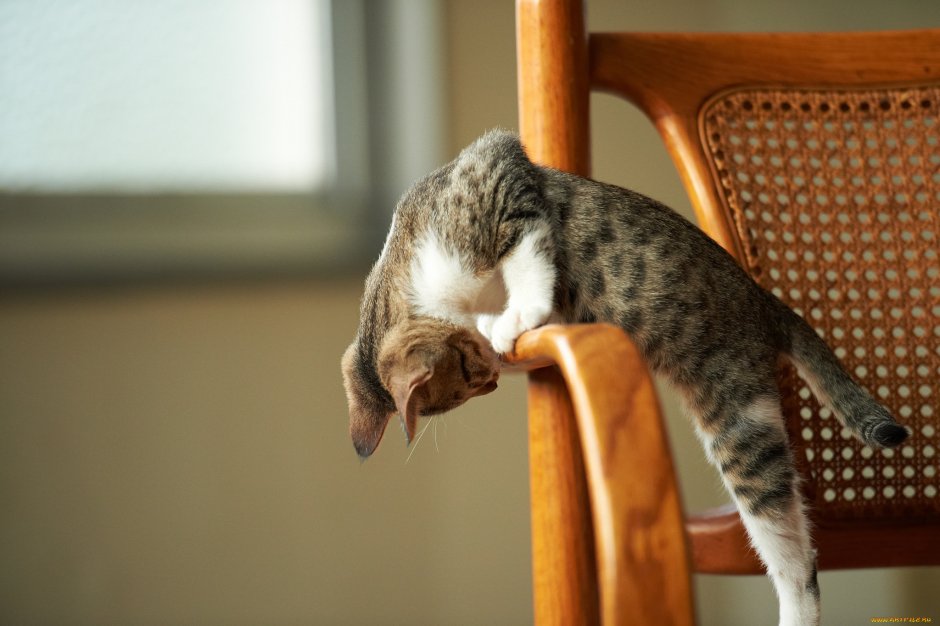 Милые котики