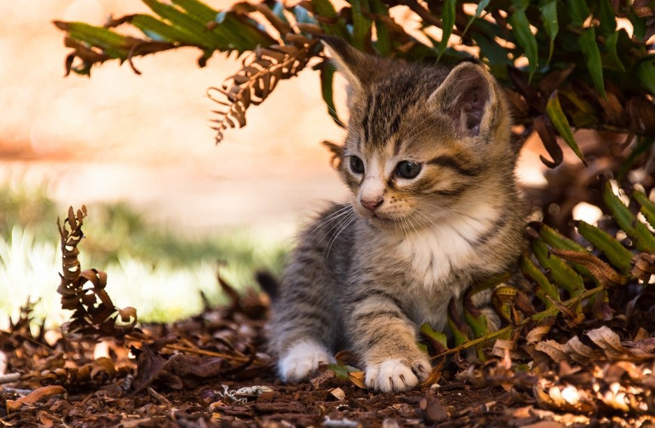 Красивые котята