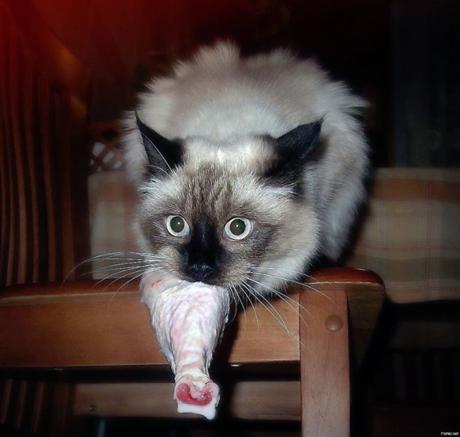 Котики смешные