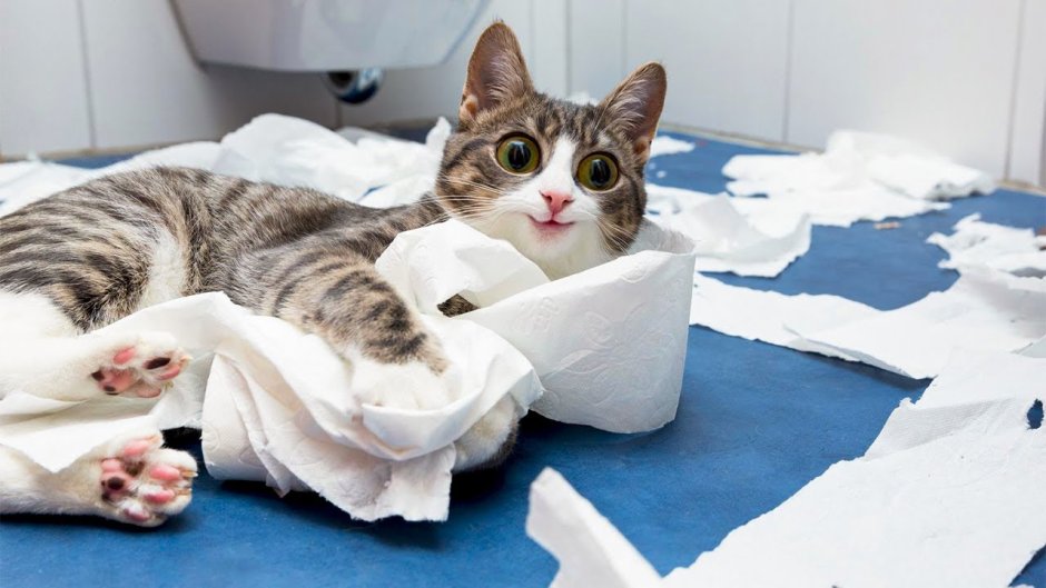 Голодный котенок