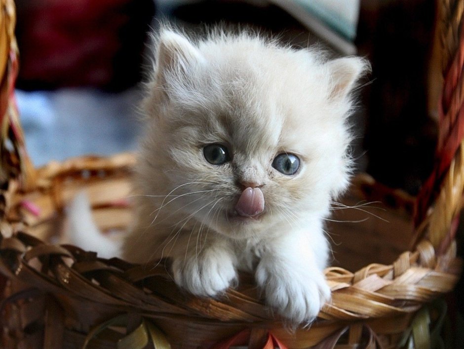 Котята милые и пушистые