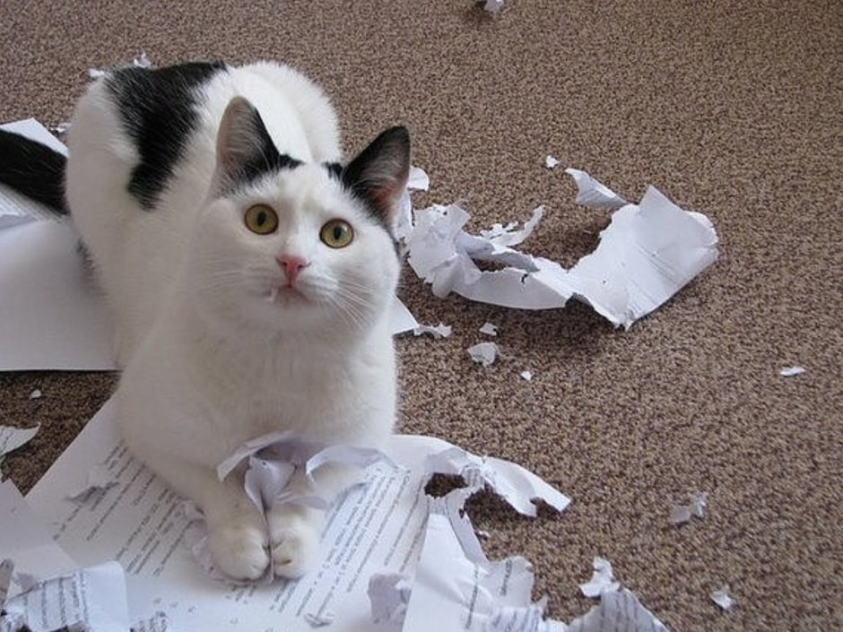Котик с нимбом