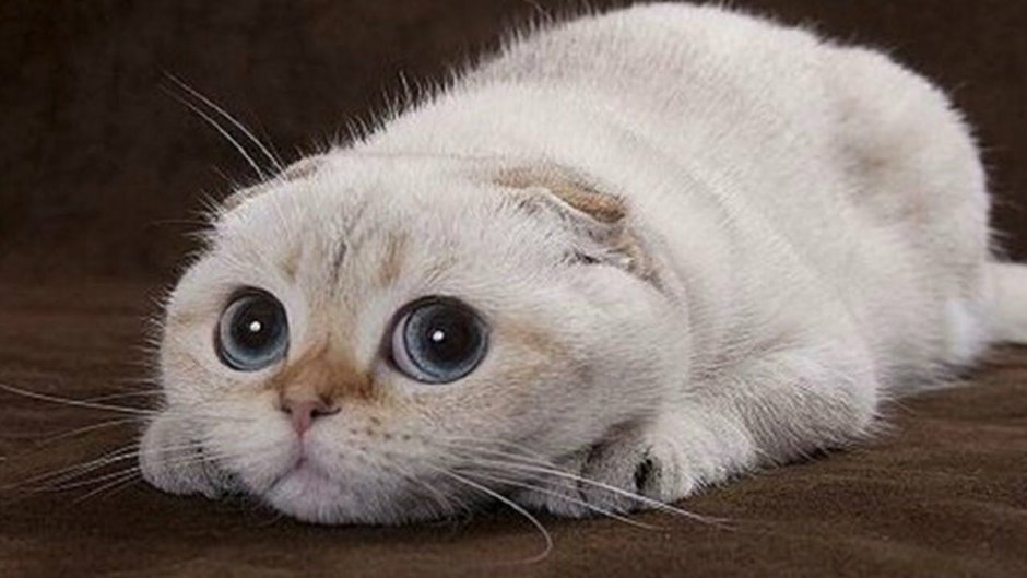 Шотландская вислоухая кошка