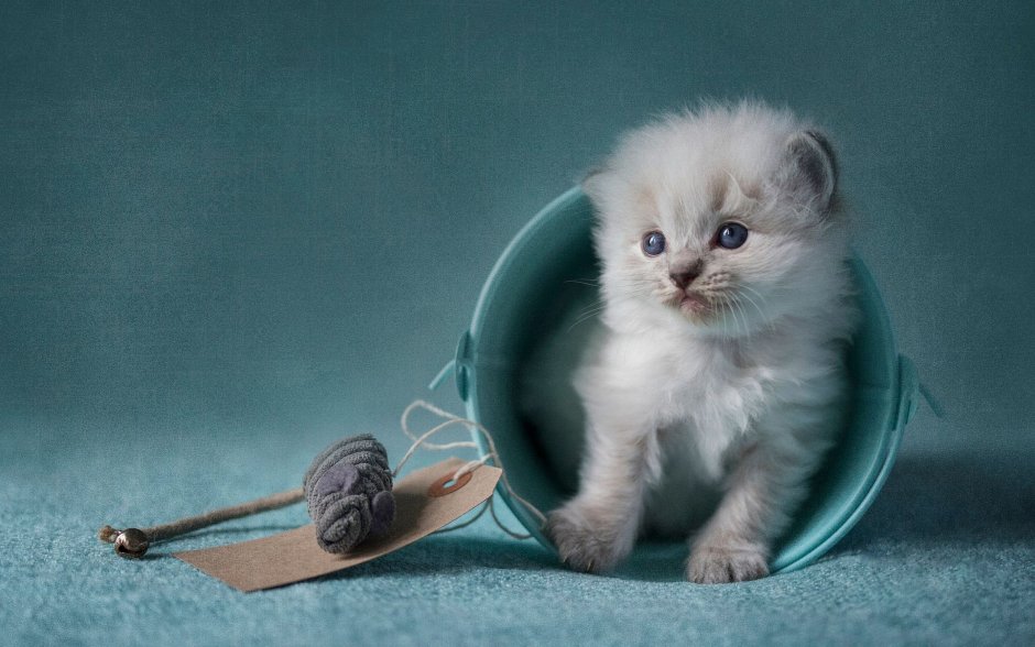 Маленький котенок
