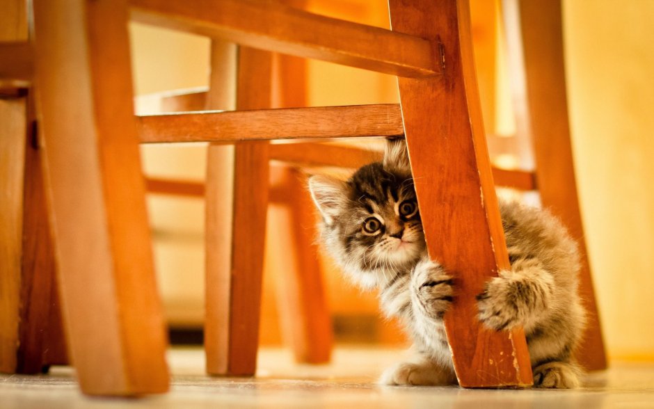 Смешной котяра