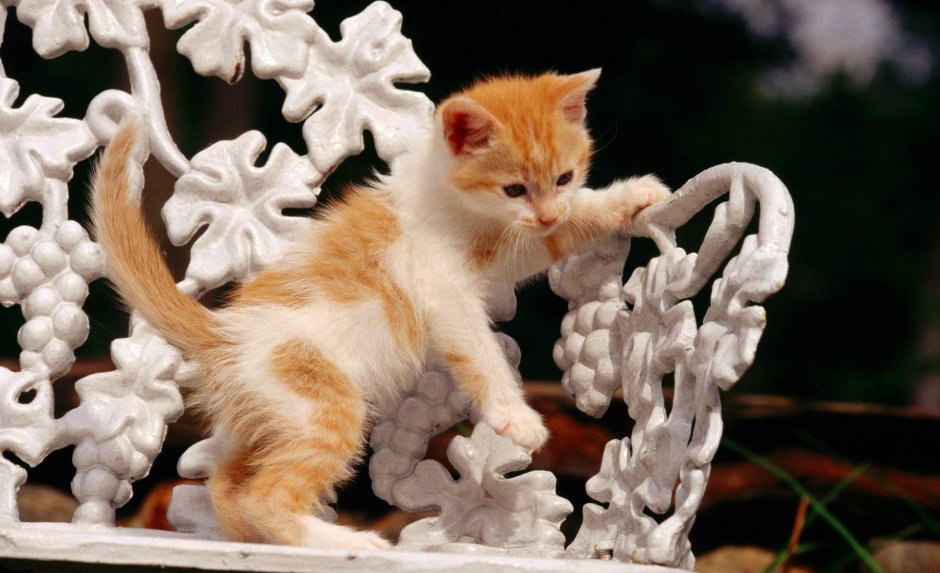 Красивые кот и кошка