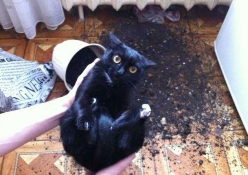 Нашкодивший кот