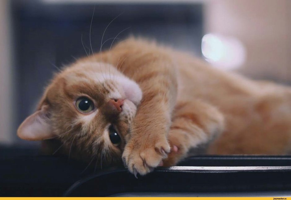 Котенок в полотенце