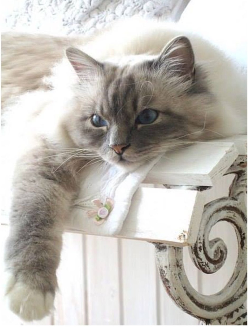 Вещи с котиками