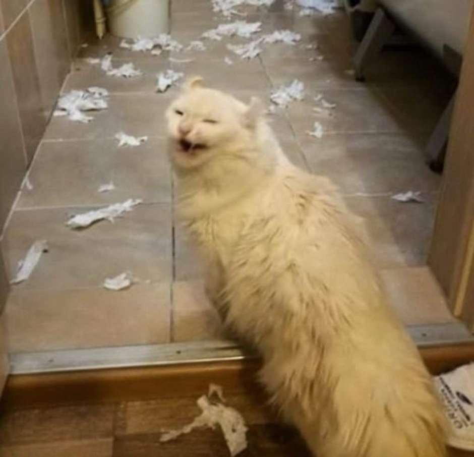 Любопытная кошка