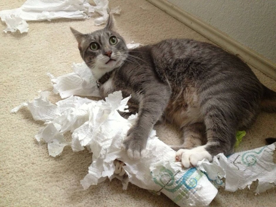 Коты и туалетная бумага