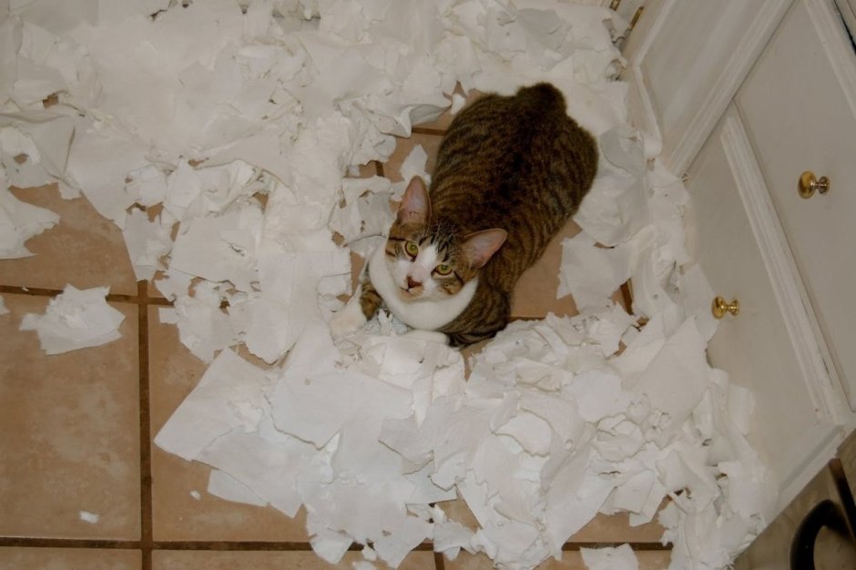 Нашкодивший котенок