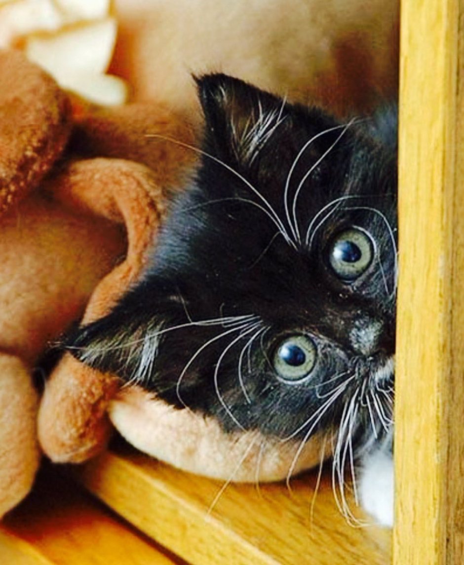 Милый смешной кот