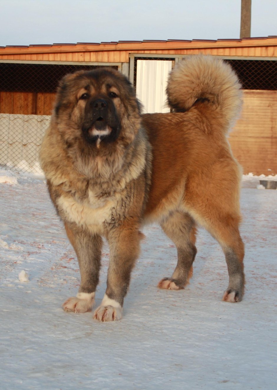 Кавказская овчарка