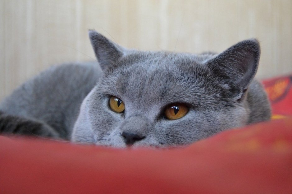 Британская короткошёрстная кошка шартрез