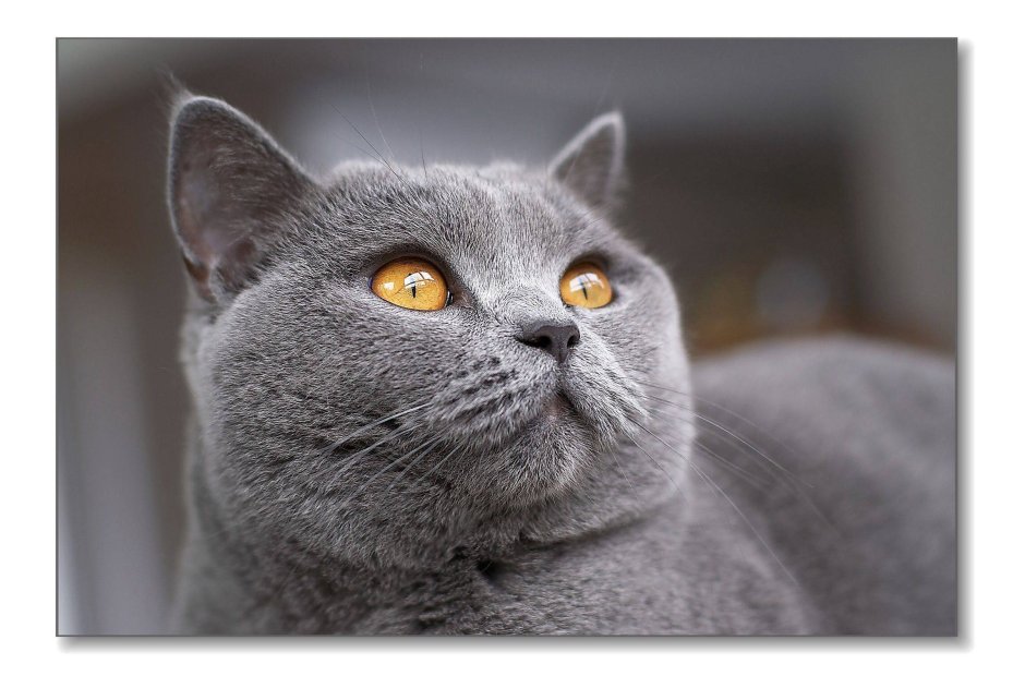 Британский кот дымчатый